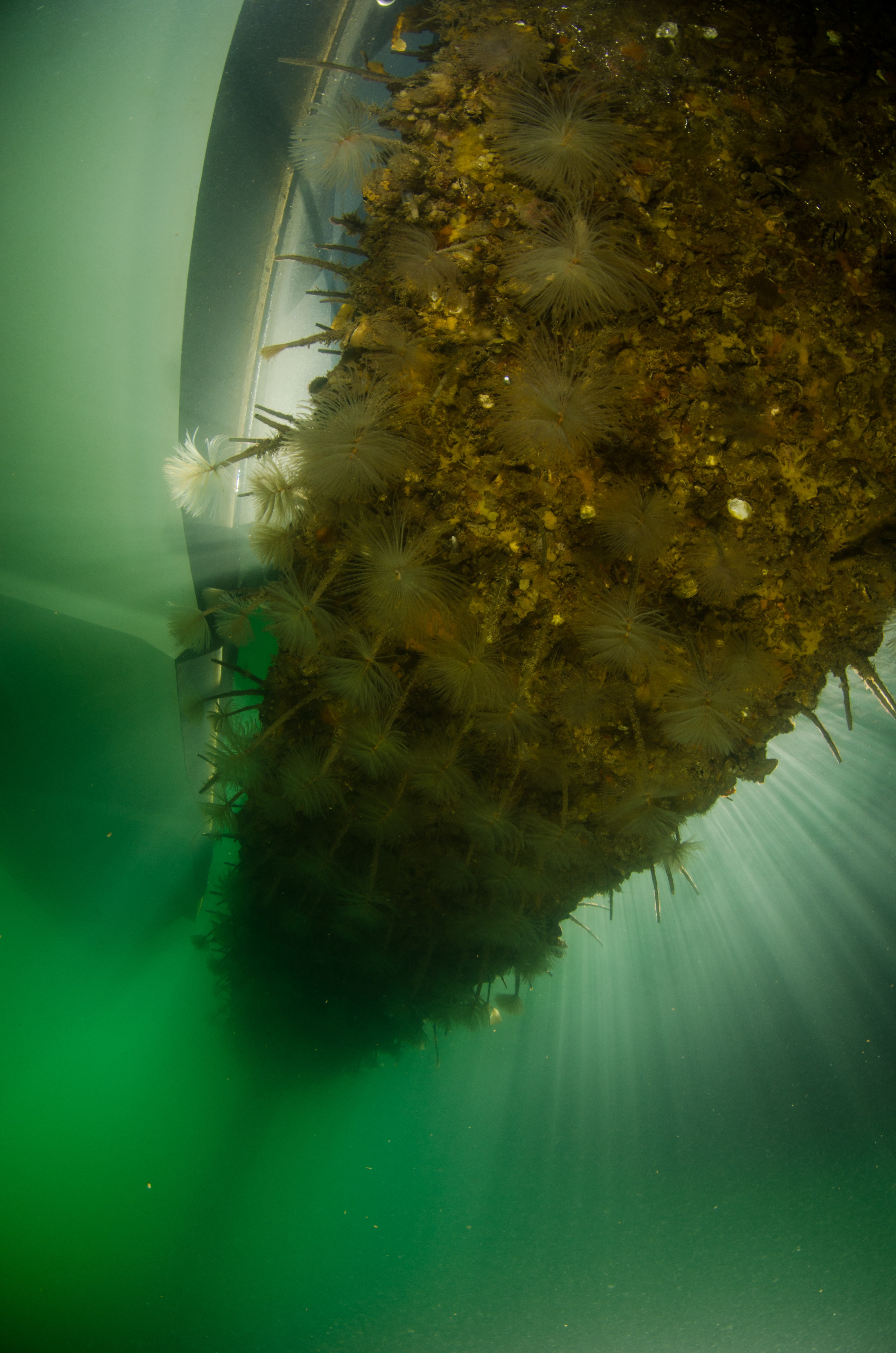 DSC_3072 – Mediterranean, fanworm, Sabella, spallanzanii, marine, pest, Auckland, underwater, crispin, nz, new, zealand, new zealand, fan, worm, marine, pest, invasive, Biosecurity